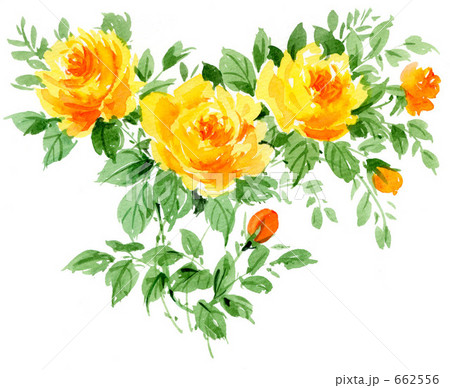 rose.yel 662556