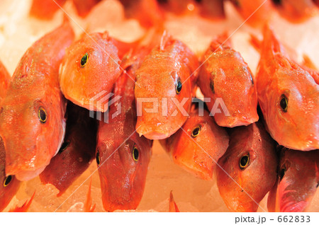 ホウボウ１ 662833