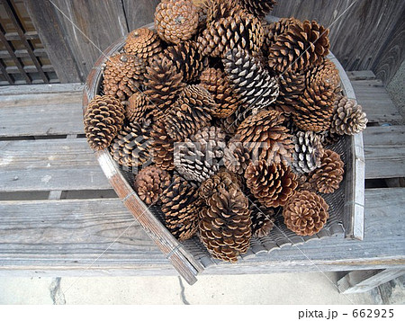 松かさ 662925