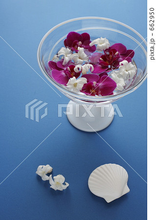 胡蝶蘭　Ⅱ 662950