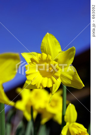 ラッパスイセン 663092