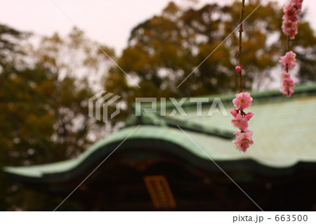 境内のしだれ桜 境内のしだれ桜 663500