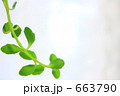 観葉植物１ 663790