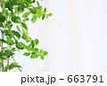 観葉植物２ 663791