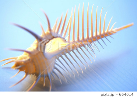 夏イメージ 664014