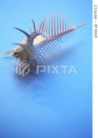 夏イメージ 664015