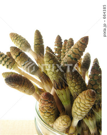 うつくしいつくしたち 664385