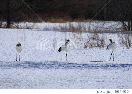 タンチョウ 664409