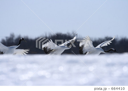 タンチョウ 664410