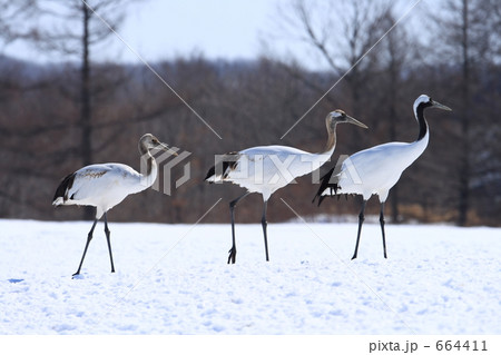 タンチョウ 664411