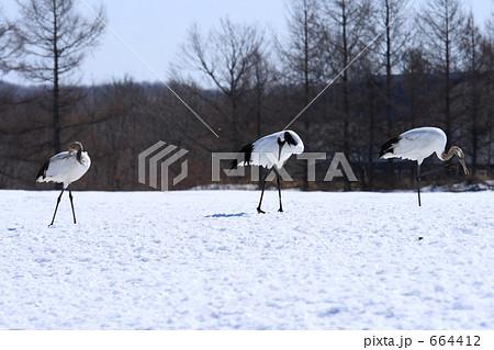 タンチョウ 664412