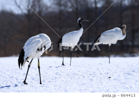 タンチョウ 664413