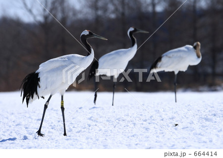 タンチョウ 664414