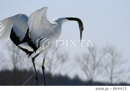 タンチョウ 664415