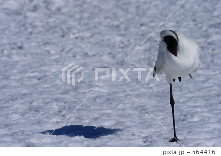 タンチョウ 664416