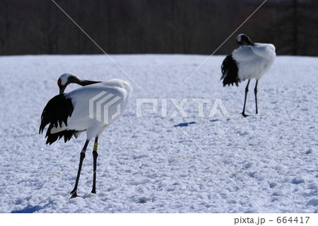 タンチョウ 664417