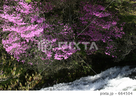 東国三つ葉つつじ  東国三つ葉つつじ  664504