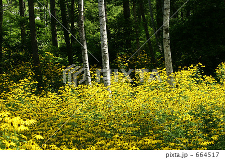 おおはんごんそう 664517