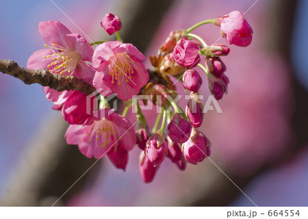 横浜公園の横浜緋桜 664554