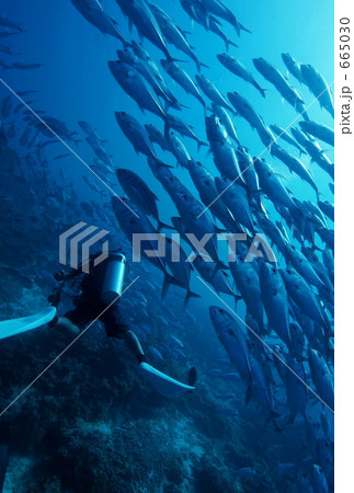 魚群のイラスト素材 665030 Pixta