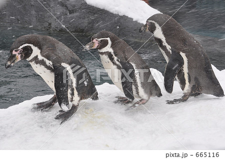 旭山動物園のペンギン 665116