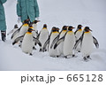 旭山動物園のペンギン 665128