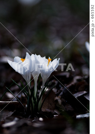 Crocus 665592