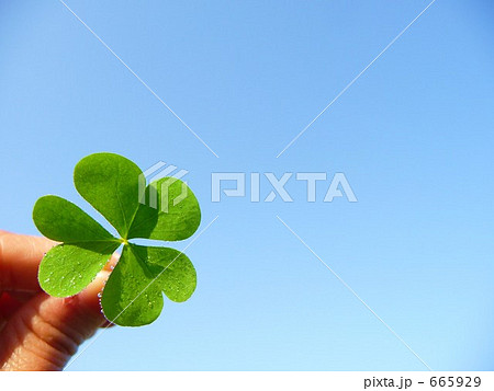 春の喜界島・カタバミの三つ葉に輝く朝露の水滴　 665929