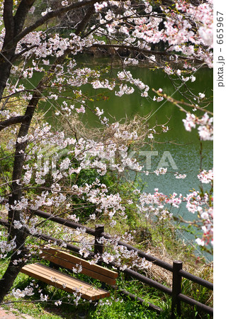 桜の木の下で 665967