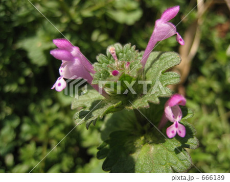 ほとけのざ ほとけのざ 666189