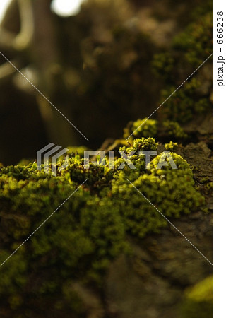 苔の新芽 666238
