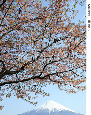 彼岸桜と富士 彼岸桜と富士 666469