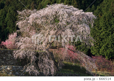 大宇陀の又兵衛ザクラ 大宇陀の又兵衛ザクラ 666514