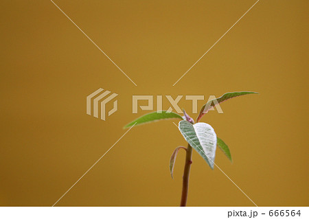 ポインセチア ポインセチア 666564