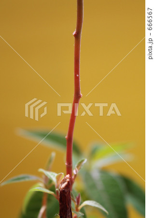 ポインセチア ポインセチア 666567