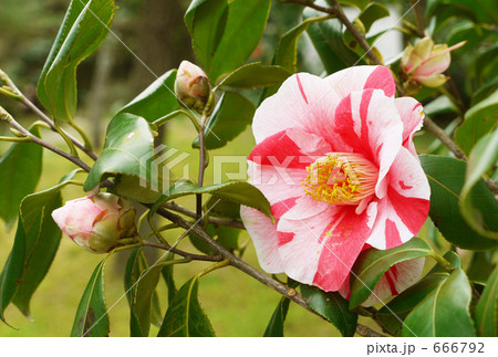 天人松島 天人松島 666792