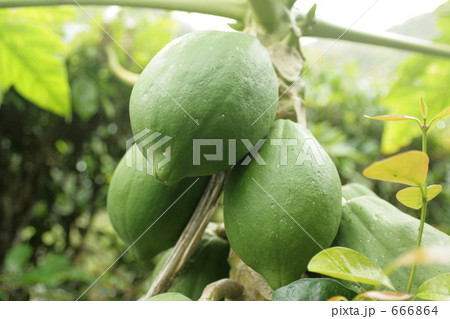 青いパパイヤの実 666864