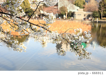 不忍池の大島桜 不忍池の大島桜 666911
