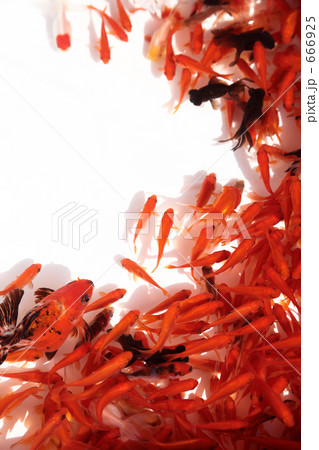 金魚 金魚 666925