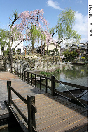 花咲く八幡堀 666995