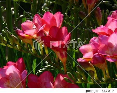 地球の花 011 地球の花 011 667017