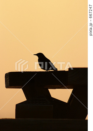 夕焼けと鳥１ 667247