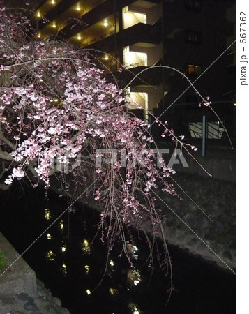 二ヶ領用水の夜の枝垂れ桜２ 667362
