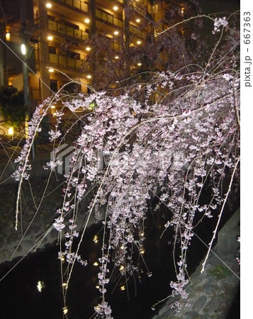 二ヶ領用水の夜の枝垂れ桜3 二ヶ領用水の夜の枝垂れ桜3 667363