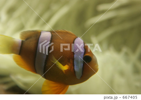 水槽のカクレクマノミ 667405