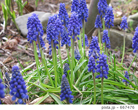 花壇に咲くムスカリ 667476
