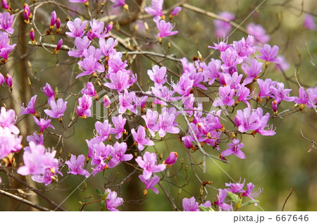 ミツバツツジ ミツバツツジ 667646