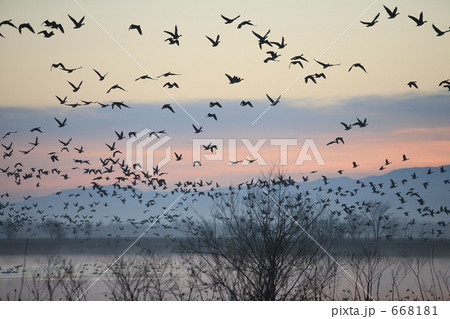 朝焼けに舞うマガン 朝焼けに舞うマガン 668181