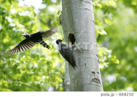 クマゲラの子育て 668250