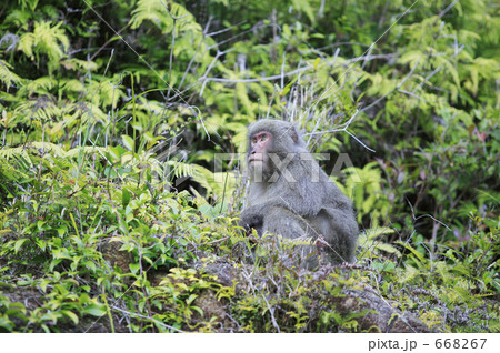 ヤクザル 668267